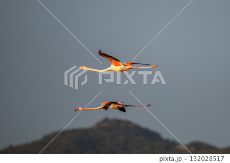 flying Flamingo at dawn pastel colors in middle of water pond Biguglia Corsica near Bastia Tall grasses on background 132028517