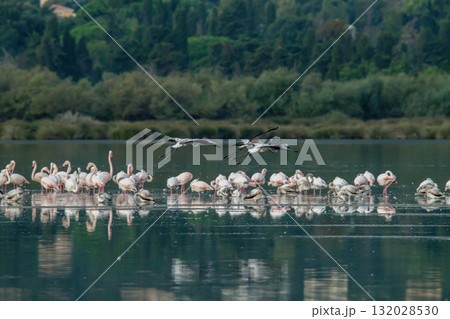 flying Flamingo at dawn pastel colors in middle of water pond Biguglia Corsica near Bastia Tall grasses on background 132028530