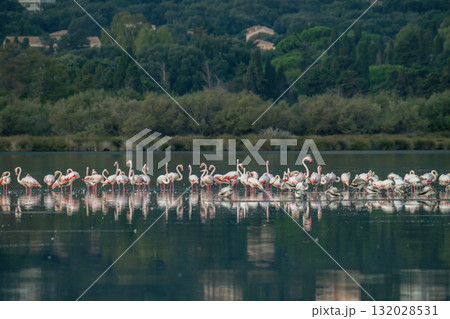 Flamingoes at dawn pastel colors in middle of water pond Biguglia in Corsica near Bastia Tall grasses on the background Flamingoes at dawn pastel colors in middle of water pond Biguglia in Corsica near Bastia Tall grasses on the background 132028531