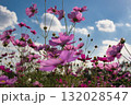 青空に映えるコスモス 132028547