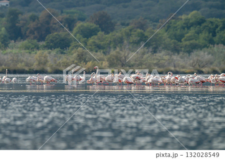 Flamingoes at dawn pastel colors in middle of water pond Biguglia in Corsica near Bastia Tall grasses on the background 132028549
