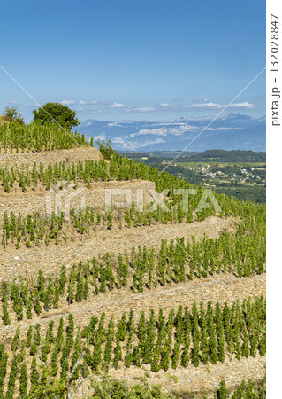 Crozes Hermitage terraced vineyard landscape in Rhone Valley, France Crozes Hermitage terraced vineyard landscape in Rhone Valley, France 132028847
