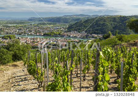 Crozes Hermitage vineyard overlooking Rhone river and Tain l'Hermitage 132028848