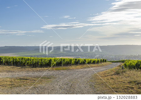Chablis vineyard producing wine grapes along gravel road 132028883