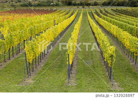 Yellowing grapevines reaching autumn harvest in Retz 132028897
