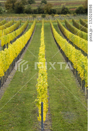 Grapevines showing autumn colors in Retz vineyard 132028898