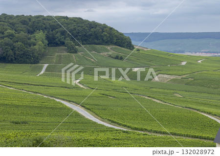 Cramant vineyards in the Champagne region, France 132028972