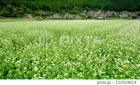 初秋の美山かやぶきの里 初秋の美山かやぶきの里 132029014