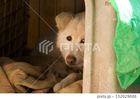 こちらを見る犬 132029088