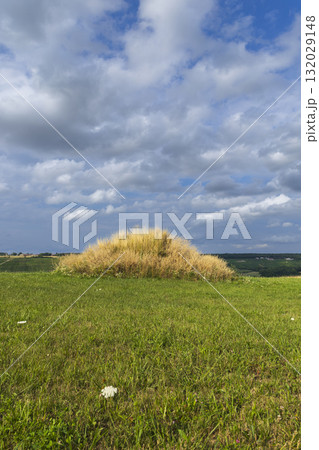Golden tall grass hill in green field 132029148