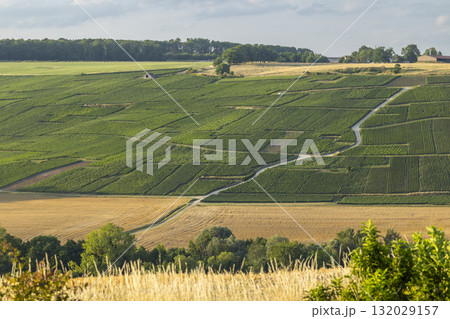 Rolling vineyards landscape covering hills in Champagne region, France 132029157