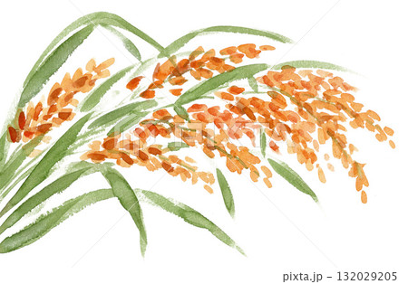 水彩で描いた稲穂251016pix7 水彩で描いた稲穂251016pix7 132029205