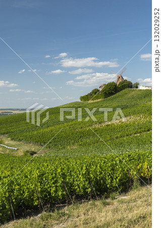 Verzenay windmill overlooking green Champagne vineyards, France Verzenay windmill overlooking green Champagne vineyards, France 132029252