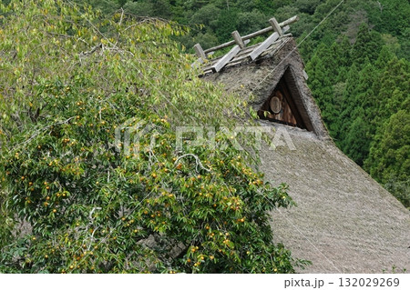 かやぶき屋根と柿の実の風景 かやぶき屋根と柿の実の風景 132029269