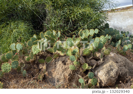 Wild cactus growing on rocky sunny hillside 132029340