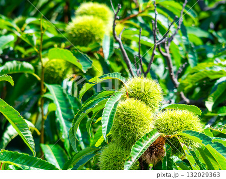 たわわに実った真夏のまだ青いイガグリ たわわに実った真夏のまだ青いイガグリ 132029363