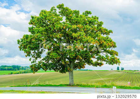セブンスターの木と丘を彩る並木 ― 北海道・美瑛の風景 セブンスターの木と丘を彩る並木 ― 北海道・美瑛の風景 132029570