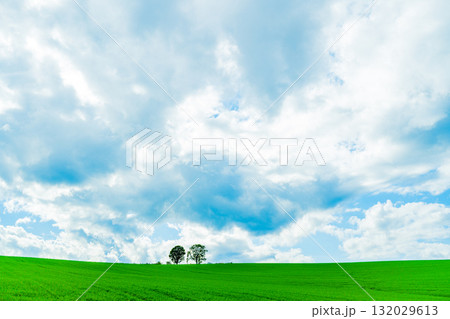 親子の木と広がる丘 ― 北海道・美瑛 132029613
