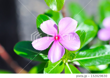 Catharanthus roseus G Don ,APOCYNACEAE or Madagascar periwinkle or Vinca or Old maid or pink flower 132029630