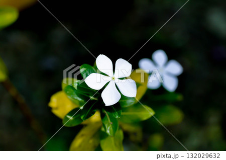 Catharanthus roseus G Don ,APOCYNACEAE or Madagascar periwinkle or Vinca or Old maid or white flower 132029632