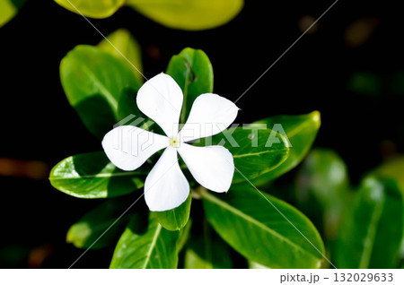 Catharanthus roseus G Don ,APOCYNACEAE or Madagascar periwinkle or Vinca or Old maid or white flower Catharanthus roseus G Don ,APOCYNACEAE or Madagascar periwinkle or Vinca or Old maid or white flower 132029633