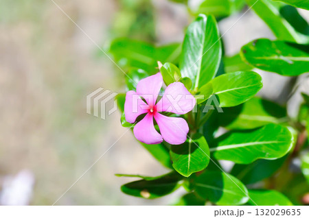 Catharanthus roseus G Don ,APOCYNACEAE or Madagascar periwinkle or Vinca or Old maid or pink flower Catharanthus roseus G Don ,APOCYNACEAE or Madagascar periwinkle or Vinca or Old maid or pink flower 132029635