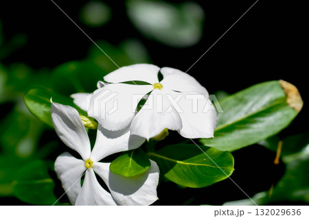 Catharanthus roseus G Don ,APOCYNACEAE or Madagascar periwinkle or Vinca or Old maid or white flower Catharanthus roseus G Don ,APOCYNACEAE or Madagascar periwinkle or Vinca or Old maid or white flower 132029636