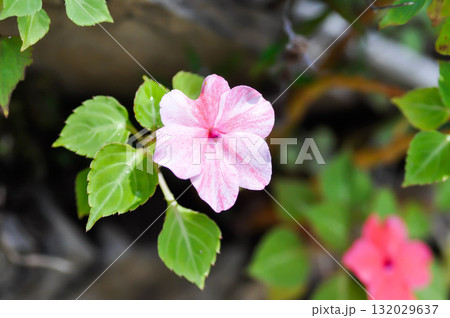 Impatiens Walleriana or Busy Lizzie, Patience Plant or Sultana or Impatiens walleriana Hook f or Balsaminaceae or pink Impatiens walleriana 132029637