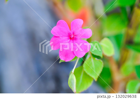 Impatiens Walleriana or Busy Lizzie, Patience Plant or Sultana or Impatiens walleriana Hook f or Balsaminaceae or pink Impatiens walleriana 132029638