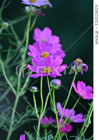 秋の野に咲くピンクのコスモス 132029829