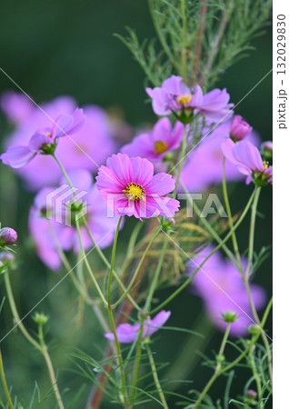 コスモスの花が咲いています 132029830