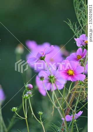 コスモスの季節、色とりどりに咲いた花 132029831