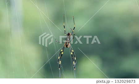 蜘蛛 蜘蛛 132029873