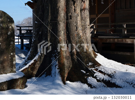雪が積もった神社の御神木 132030011