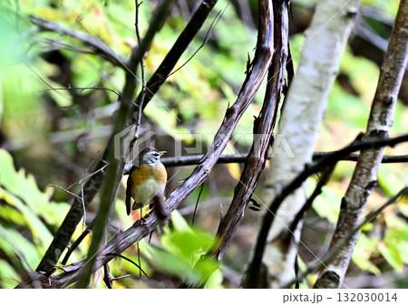 渡りの途中で木の枝に留まり休んでいるマミチャジナイ 132030014