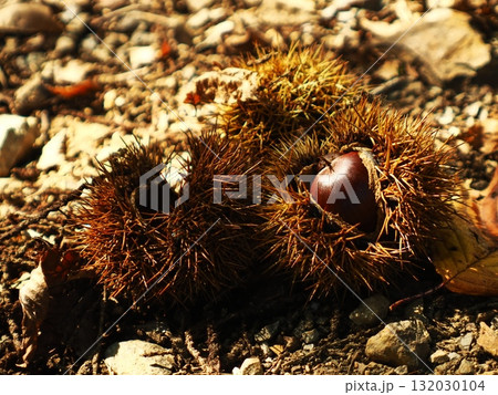 ぱんぱんに実の詰まった栗とそれを守るイガです 132030104