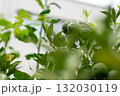 フレッシュな青いゆずとみずみずしい葉 132030119