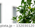 フレッシュな青いゆずとみずみずしい葉 132030120