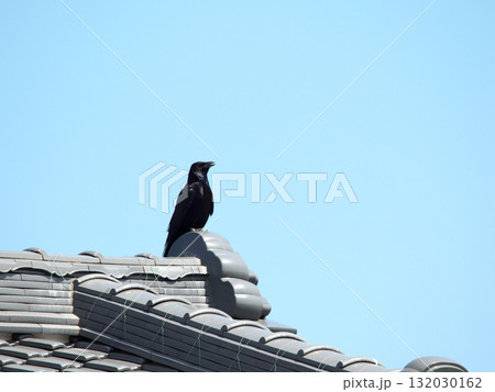 瓦にとまるカラス 132030162