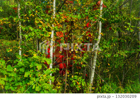 光と影の丘 ― 北海道美瑛 光と影の丘 ― 北海道美瑛 132030209