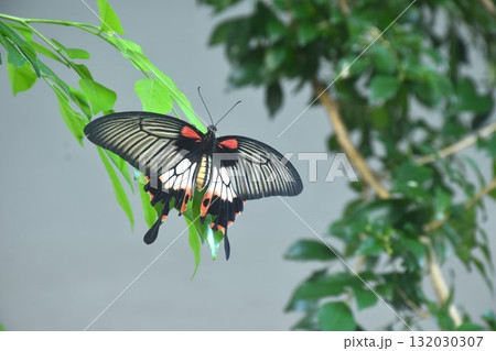great mormon black and white butterfly hanging on orange jasmine branch in garden great mormon black and white butterfly hanging on orange jasmine branch in garden 132030307