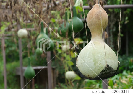 吊り下げられたヒョウタンの実 132030311