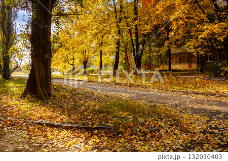 street on a sunny autumn day. scenic urban landscape of uzhhorod. row of old trees in yellow foliage along the walking path in bright light. ground covered in fallen leaves street on a sunny autumn day. scenic urban landscape of uzhhorod. row of old trees in yellow foliage along the walking path in bright light. ground covered in fallen leaves 132030403