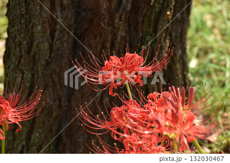 真っ赤なヒガンバナ 132030467