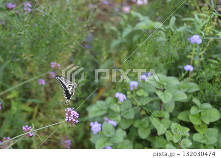 紫色の花の近くを飛ぶ蝶 132030474