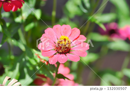 Zinnia violacea Cav, Z violacea or Plantae, Asteraceae or Magnoliopsida or Zinnia violacea or pink flower Zinnia violacea Cav, Z violacea or Plantae, Asteraceae or Magnoliopsida or Zinnia violacea or pink flower 132030507