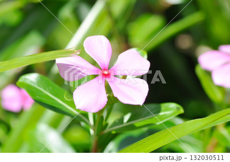 Catharanthus roseus G Don ,APOCYNACEAE or Madagascar periwinkle or Vinca or Old maid or pink flower 132030511