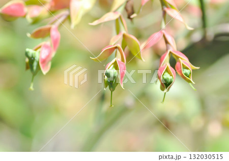 Candelilla, Euphorbia bracteata Jacq or  euphorbiaceae or  Slipper plant or Slipper spurge or Tall slipper plant 132030515