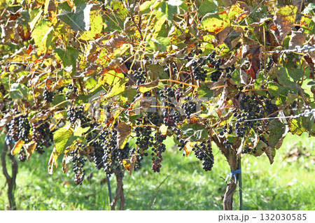 ぶどう畑　ぶどう栽培　醸造用ぶどう　ブドウ展示園　北海道産ワイン 132030585