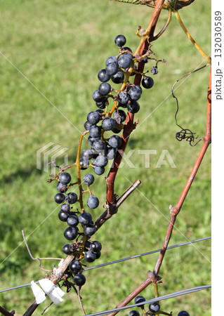 ぶどう畑　ぶどう栽培　醸造用ぶどう　ブドウ展示園　北海道産ワイン 132030589